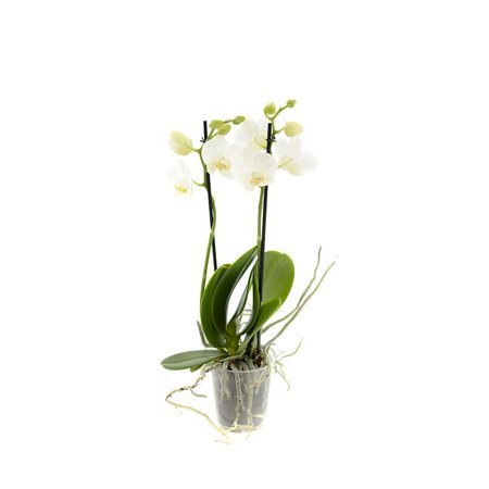 Orchidea 9cm  II-pęd Biały Extra 40cm