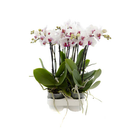 Orchidea 9cm  II-pęd Elegant Extra 40cm