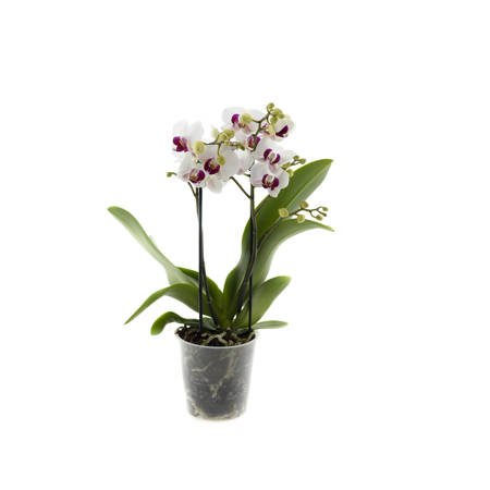 Orchidea 9cm  II-pęd Elegant Super Extra 40cm