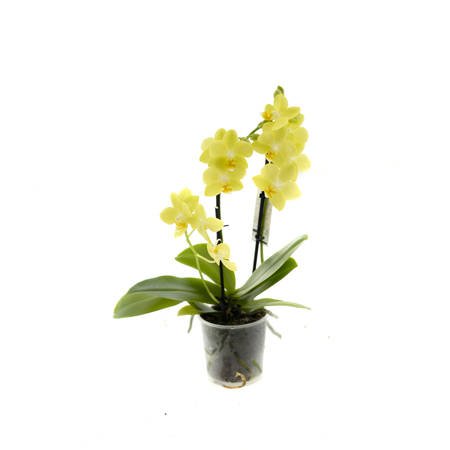 Orchidea 9cm  II-pęd Mix Extra 40cm