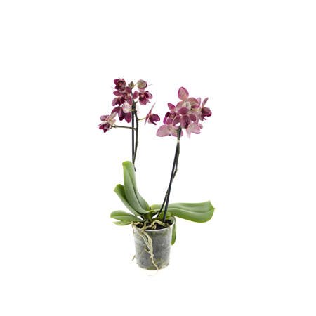 Orchidea 9cm  II-pęd Na Wyjątkową Okazję Extra 40cm