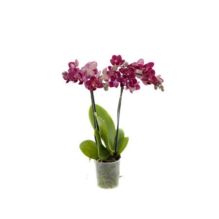 Orchidea 9cm  II-pęd Na Wyjątkową Okazję Super Extra 40cm
