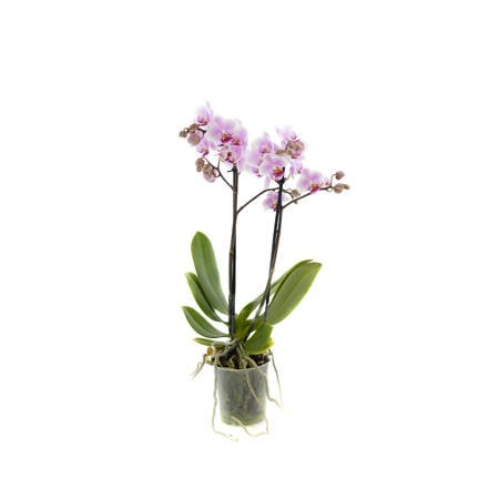 Orchidea 9cm  II-pęd  Pink Mix Extra 30cm