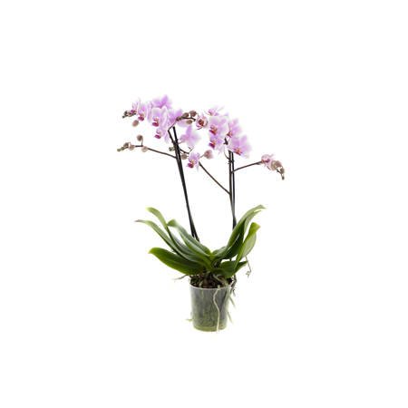 Orchidea 9cm  II-pęd Pink Mix Super Extra 40cm