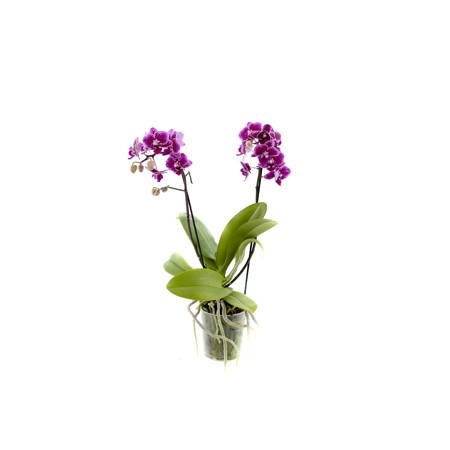Orchidea 9cm  II-pęd  Violet Mix Extra 40cm