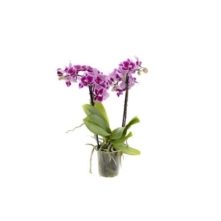 Orchidea 9cm  II-pęd Violet Mix Super Extra 40cm