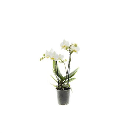 Orchidea 9cm  II-pęd  White Mix Extra 40cm