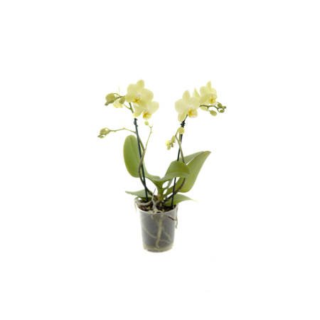 Orchidea 9cm  II-pęd Yellow Extra 40cm
