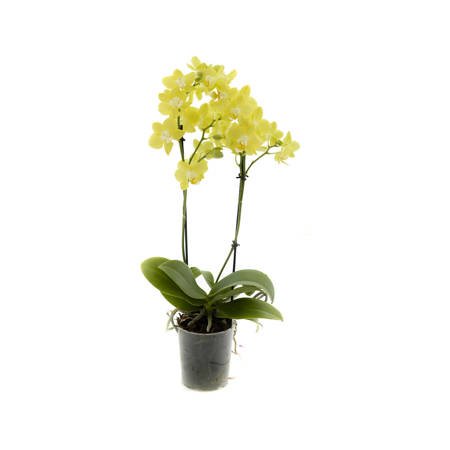 Orchidea 9cm  II-pęd Yellow Super Extra 40cm