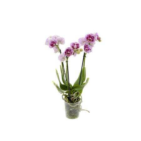 Orchidea 9cm  III-pęd Elegant Extra 40cm
