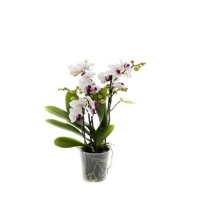 Orchidea 9cm  III-pęd Elegant Super Extra 40cm