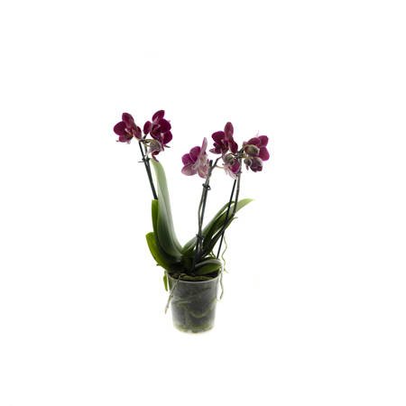 Orchidea 9cm  III-pęd Mix Extra 40cm