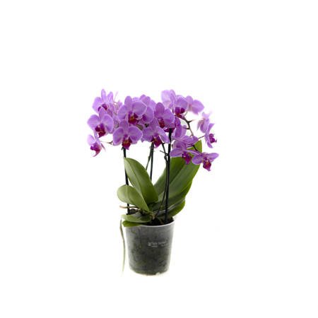 Orchidea 9cm  III-pęd Mix Super Extra 40cm