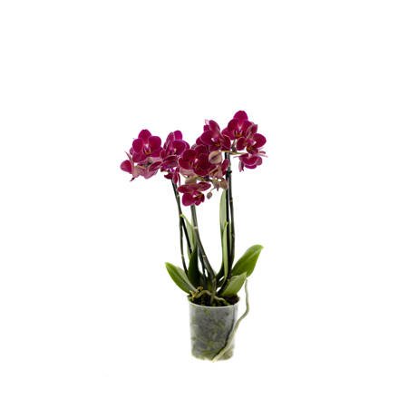 Orchidea 9cm  III-pęd Na Wyjątkową Okazję Extra 40cm