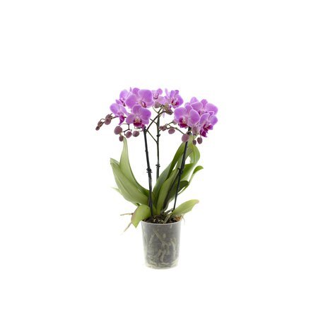 Orchidea 9cm  III-pęd Pink Mix Super Extra 40cm