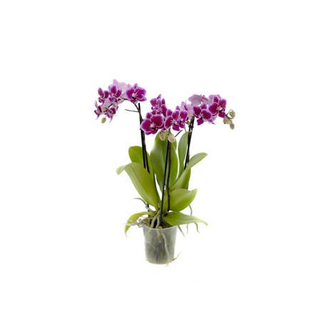 Orchidea 9cm  III-pęd Violet Mix Extra 40cm