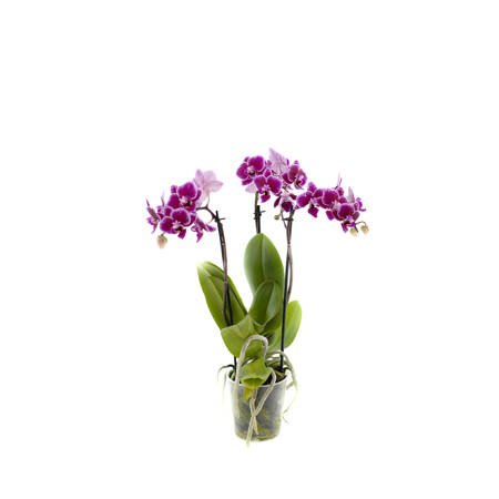 Orchidea 9cm  III-pęd Violet Mix Super Extra 40cm