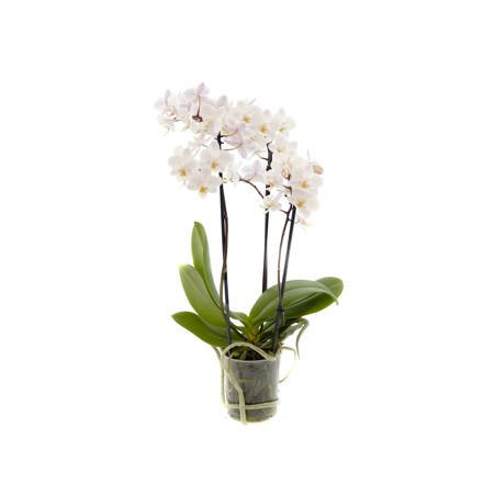 Orchidea 9cm  III-pęd  White Mix Extra 40cm