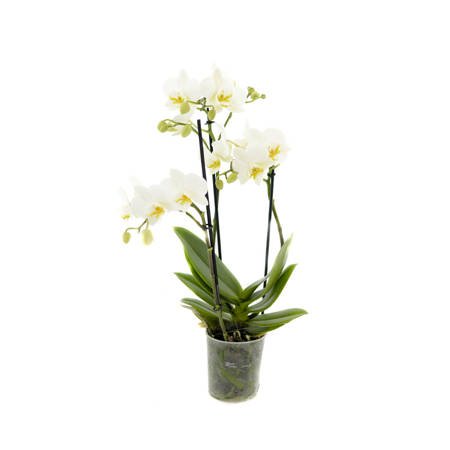 Orchidea 9cm  III-pęd  White Mix Extra 50cm