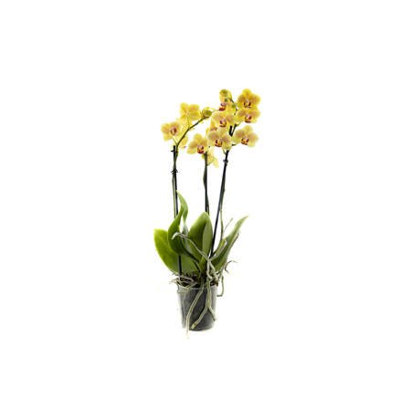 Orchidea 9cm  III-pęd Yellow Extra 40cm