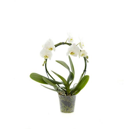 Orchidea 9cm Koszyk II-pęd Biały 40-50cm