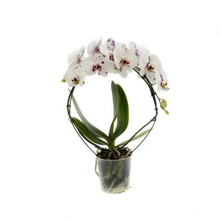 Orchidea 9cm Koszyk II-pęd Mix 40-50cm
