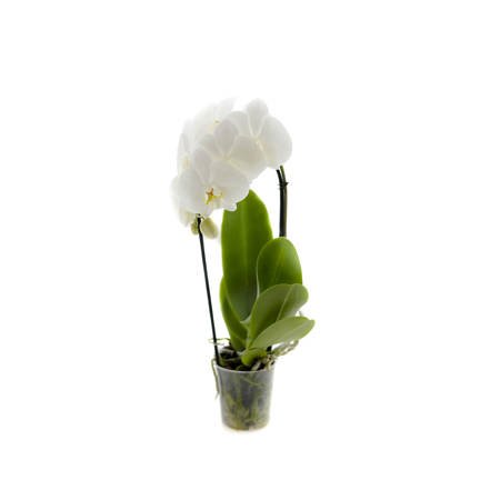 Orchidea 9cm Wodospad I-pęd Biały 40-50cm
