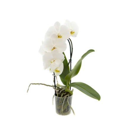 Orchidea 9cm Wodospad I-pęd Mix Extra 40cm