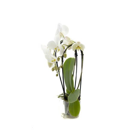 Orchidea 9cm  Wodospad II-pęd Biały Extra 40cm