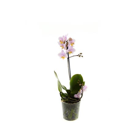 Orchidea Multiflora 12cm I-pęd Mix Extra 40cm