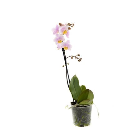 Orchidea Multiflora 12cm I-pęd Mix Super extra 40cm
