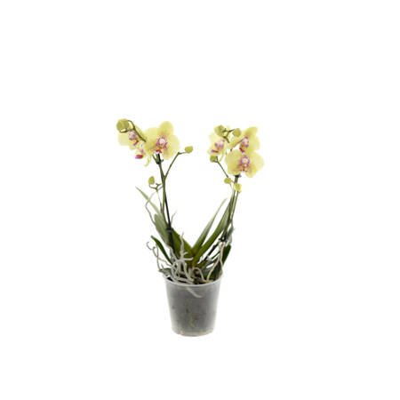 Orchidea Multiflora 12cm II-pęd Mix Extra 40cm