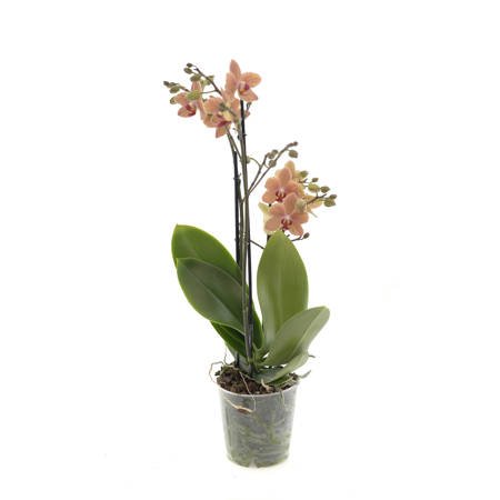 Orchidea Multiflora 12cm II-pęd Mix Super extra 40cm