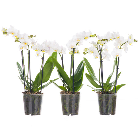 Orchidea Multiflora 12cm III-pęd Mix Standard 40cm