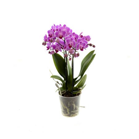 Orchidea Multiflora 12cm III-pęd Mix Super Extra 50cm