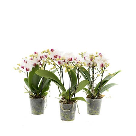 Orchidea Multiflora 12cm III-pęd Mix Super extra 40cm