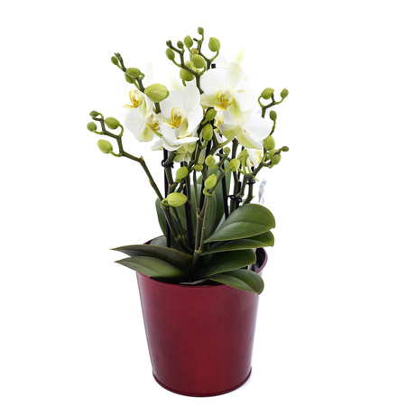 Orchidea Multiflora 12cm III-pęd NWO Super Extra 40cm