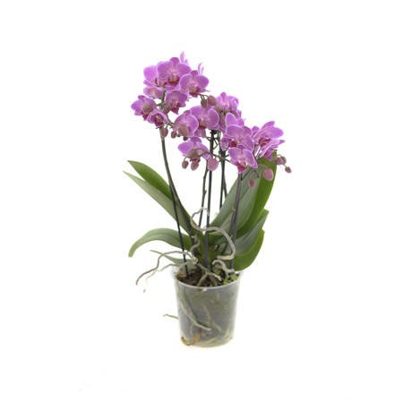 Orchidea Multiflora 12cm IV-pęd Mix Super extra 40cm