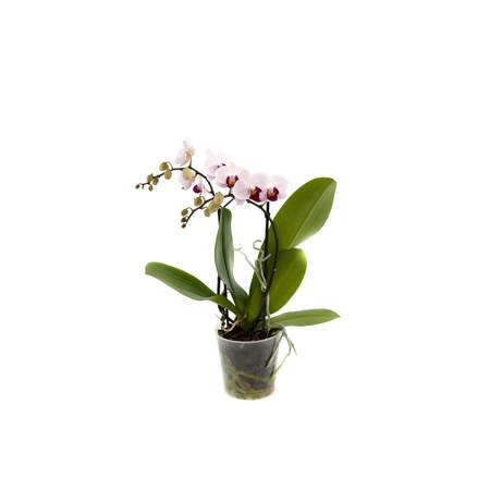 Orchidea Multiflora NWO 12cm II-pęd Mix Extra 40cm