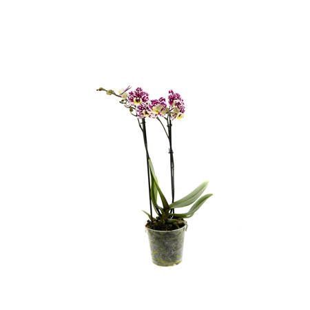 Orchidea Multiflora NWO 12cm II-pęd Mix Super Extra 40cm