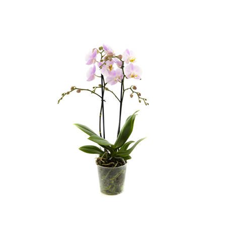 Orchidea Multiflora NWO 12cm II-pęd Mix Super Extra 50cm