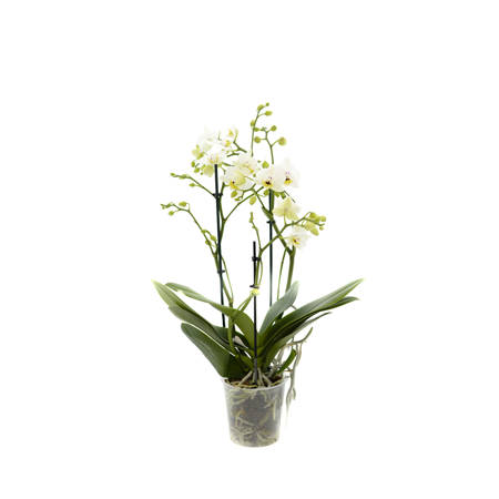 Orchidea Multiflora NWO 12cm III-pęd Mix Extra 40cm