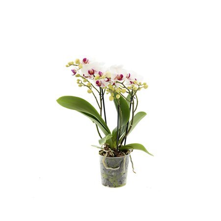 Orchidea Multiflora NWO 12cm III-pęd Mix Super Extra 40cm