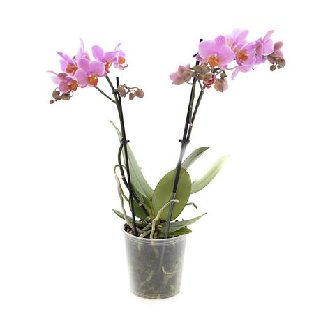 Phal 12 Multiflora II-p Standard Mix 40cm