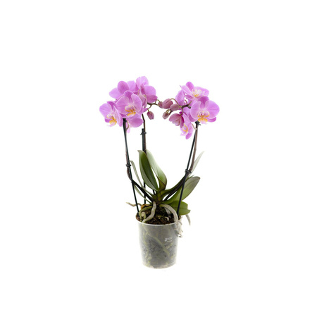 Phal 9 III-p Extra Pink 40cm