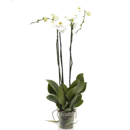 Phalaenopsis Fortuno III-p d17 h100cm