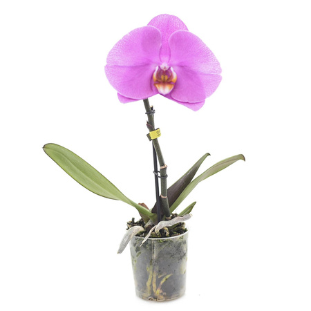 Phalaenopsis Singolo d9