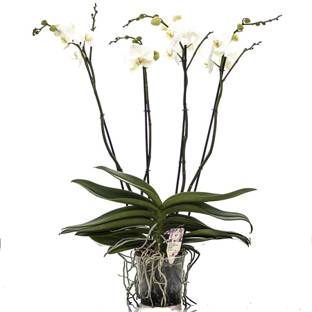 Phalaenopsis Theatro 4 pęd d12