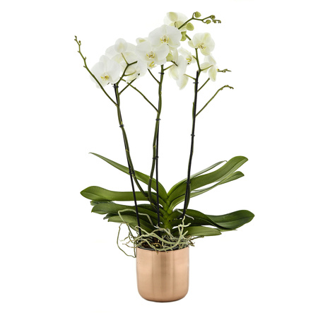Phalaenopsis Theatro III-p