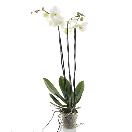 Phalaenopsis White 90cm III pęd. 15cm